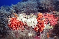 11 Pentapora fascialis